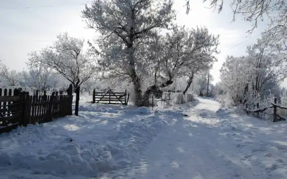 снег, зима, солнце, фоны, дерево, класс, тень,