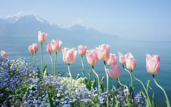 горы, cvety, тюльпаны, тюльпан, весенние, природа, water, 