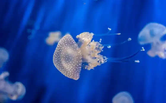 jellyfish, создать, различимый, люди, нуждающиеся, нуждающиеся в помощи, компетентные, медуза, собственные,