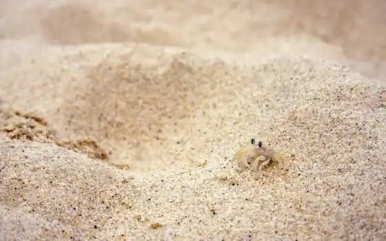 краб, песок
