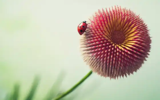 цветы, ladybug, pencil