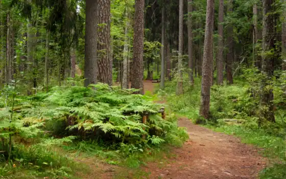 лес, san, bosque, петербург, дерево, lindulovskii, природа