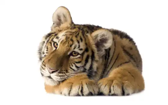 тигр, ребенок, это, животное, королевская особа