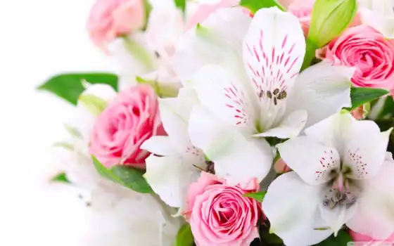 цветы, букет, розовый, белый, орхидея, роза