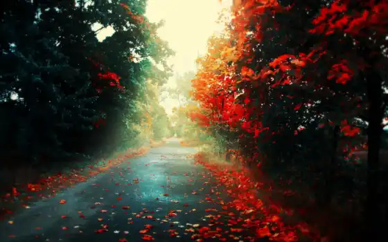 осень, обои, дорога, листья, свет, деревья, природ