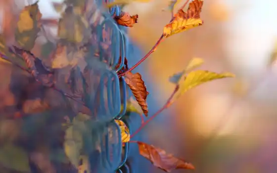 осень, макро, листва, tapety, 