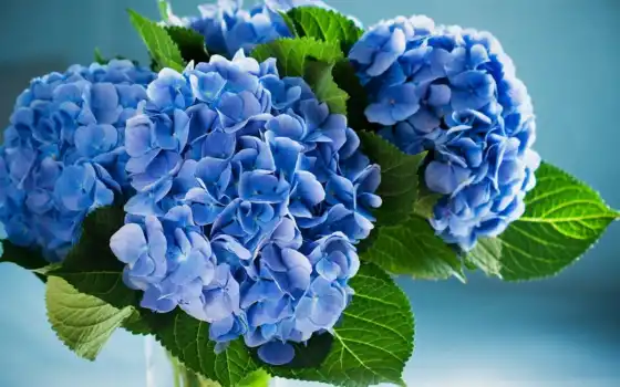 гортензия, синий, цветы, фото, королевская особа
