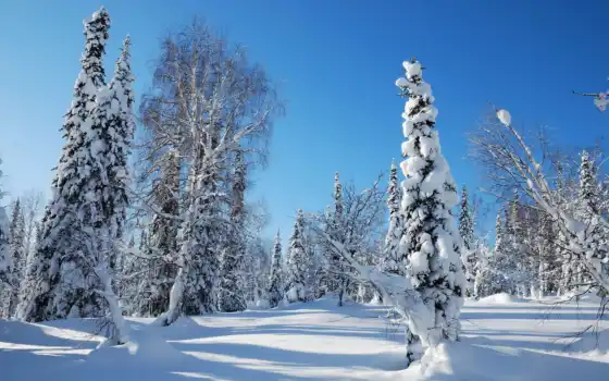 зима, жизнь, лес, деревья,