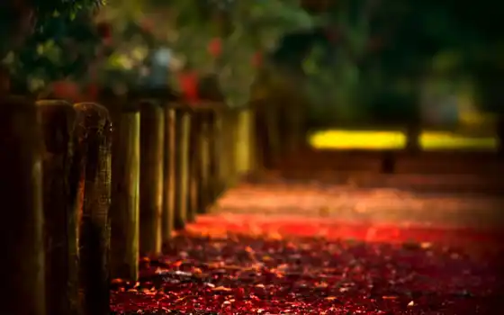 осень, парк, кривая, забор, древесина, боковая, поясная, натуральная, красная