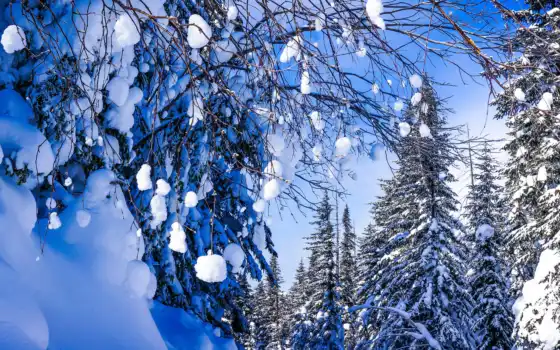 деревья, зима, ребра, русские, новые, праздничные дни, год, хабаровск, край,