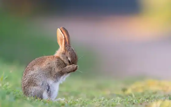 кролик, трава, заяц, утро, лето, зайхонок, который, преобразит, просто, кто, фотоподготовка