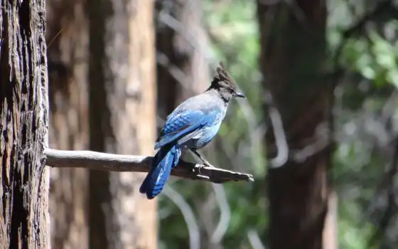 джей, птица, синий, животное, дерево