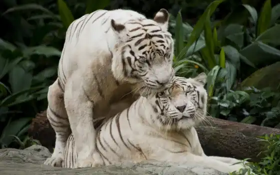 тигр, белый, животное, пара, природа, взрослый, игрушка