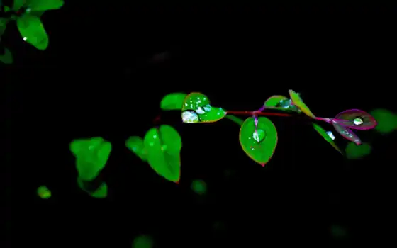 leaf, зелёный, black, voda, листь, капля, priroda, water, роса, веточка, ветка
