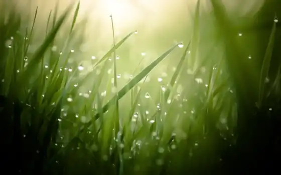 роса, трава, drop, природа, water, отражение, makryi, зелёный, branch