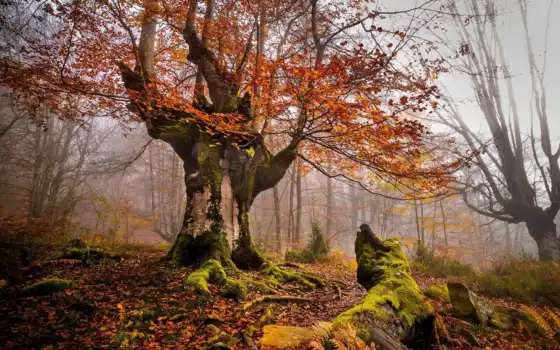осень, пазли, лес, лес, лист, макрия, колыбель