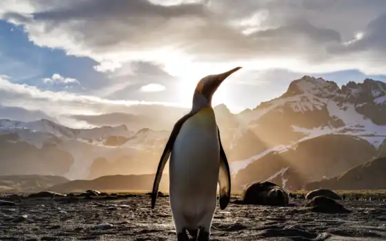 пингвин, смотреть, linux