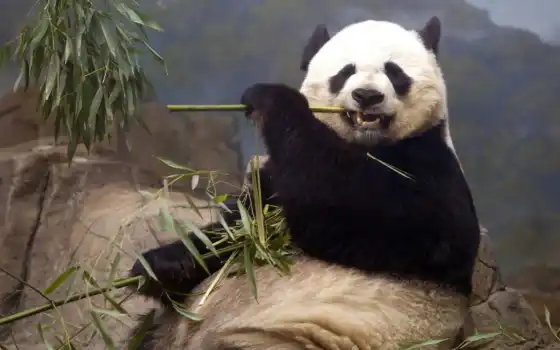 панда, панды, кушает, милые, красная, бамбука, самые, янв, медведи, бамбук, ест, 