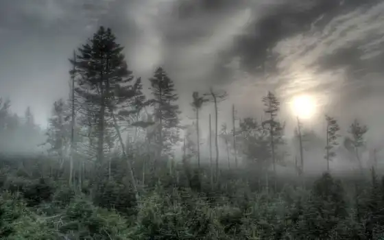 neblina, bosque, bosques, imagens, papael, parede,