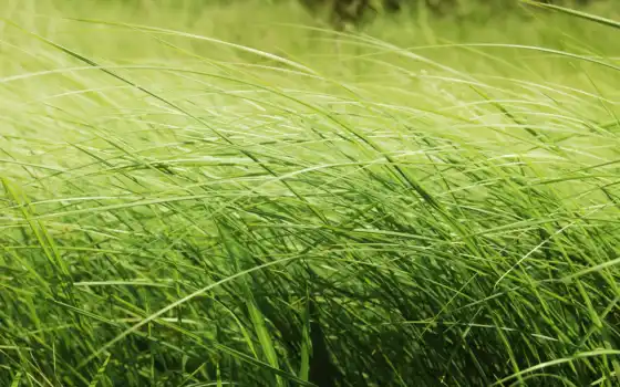 трава, макро, природа, красота, поле, зелёная, 