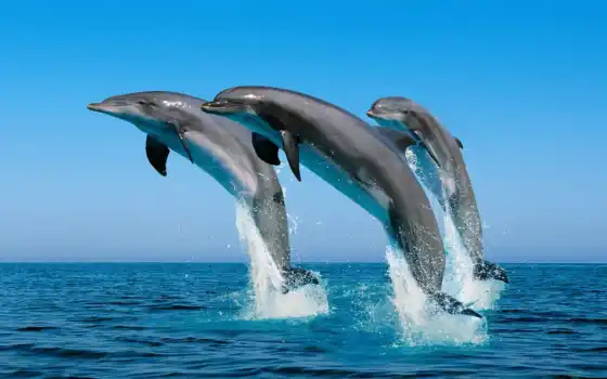 дельфины, прыжок, вода, наружу,