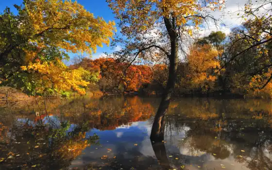 осень, природа, деревя, озеро, лес, 