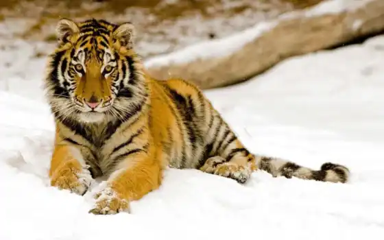 тигр, живые, животное, чайхана