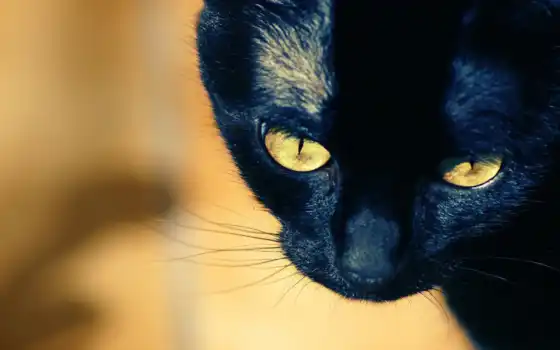 кошка, глаза, желтые, взгляд, 
