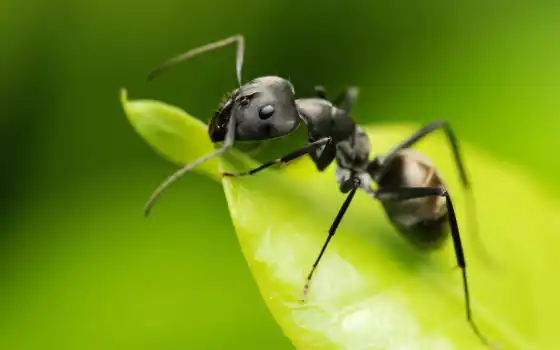 муравьи, муравьи,