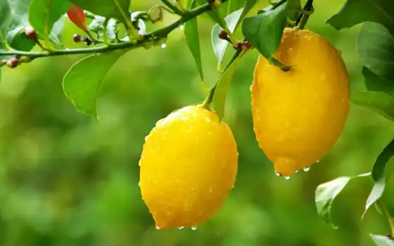 лимон, ветвь, трио, плод, плод, аромат, натурал
