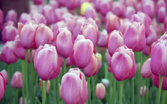 тюльпан, тюльпанов, был, воспет, году, персидским, великим, называется, турецком, цветы, 