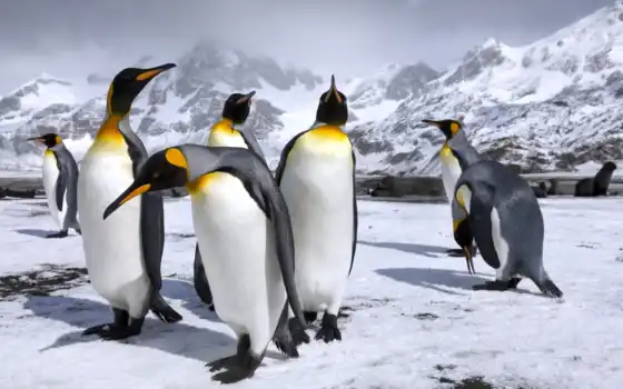 пингвин, антарктида