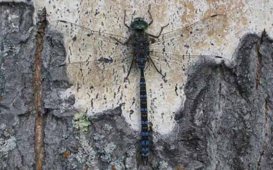 dragonfly, эрокоза, обои, бесплатно, дракон, муха, настольный,