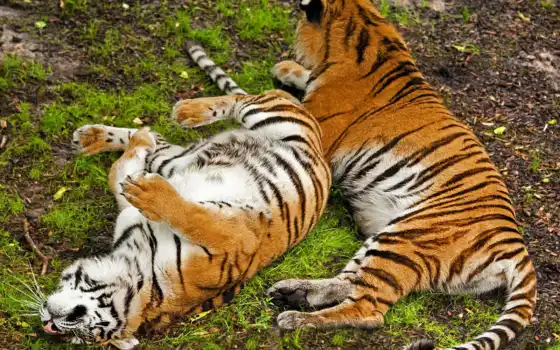 тигры, животные, валяются, отдыхают