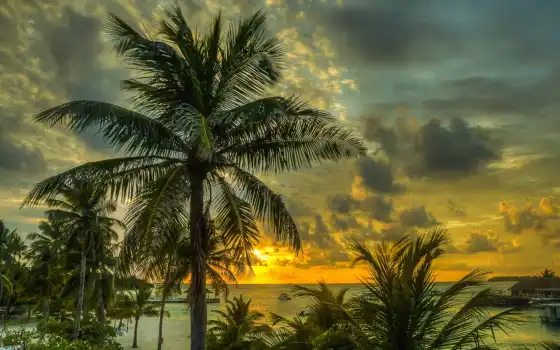 закат, пляж, море, пальмы, ocean, maldives, 