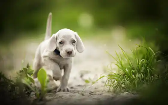 щенок, щенок, тропинка, веймар, симпатичный, боковой, кара, трава