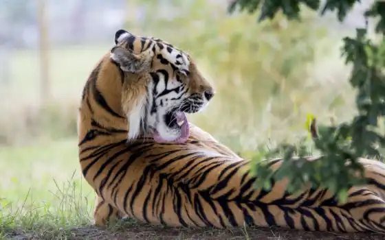 тигры, близорукие, спина, животное, виктор, мобильный, взгляд, про