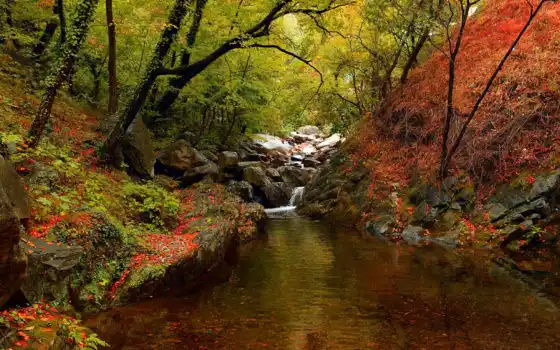 река, осень, свинец, дерево