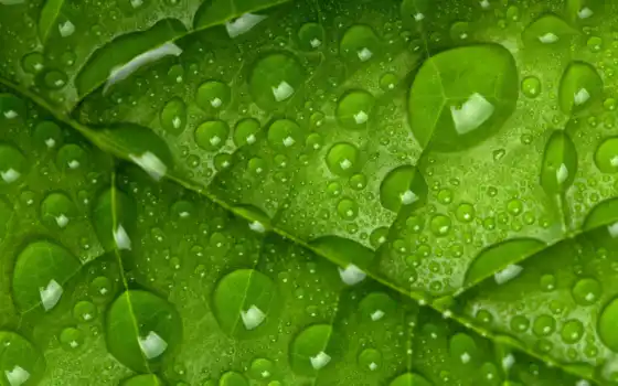 leaf, лист, drop, зелёный