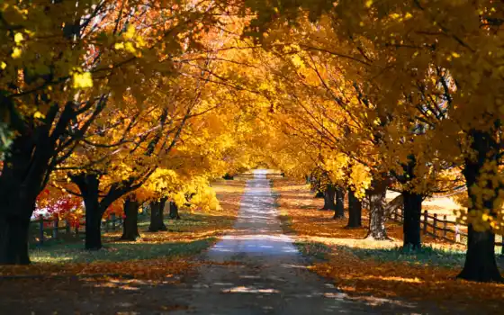 природа, деревья, осень, парк, года, времена, 