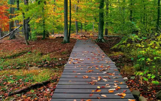 природа, осень, лес, мост, 
