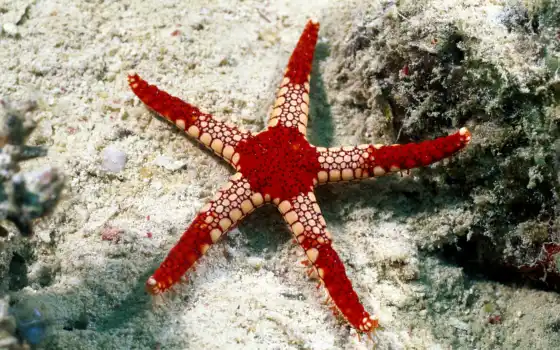 red, star, coral, starfish, marine, море