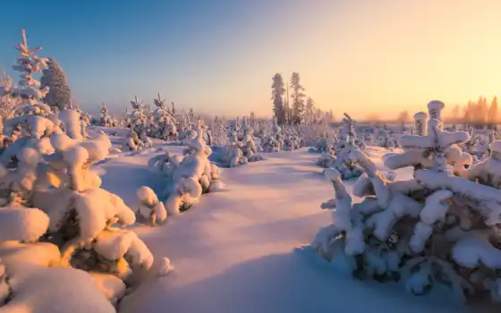 зима, лес, лес, финляндия, дерево, лес, солнце