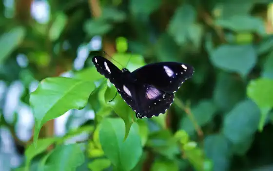 lycaenida, wikipediagossamer, крылья, бабочки