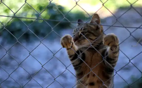 обои на рабочий стол, красивые картинки, картинки для ipad, обои для android