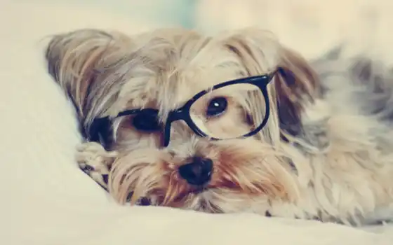 собака, очках, очки, песик, прикольные, собаки, собакой, 