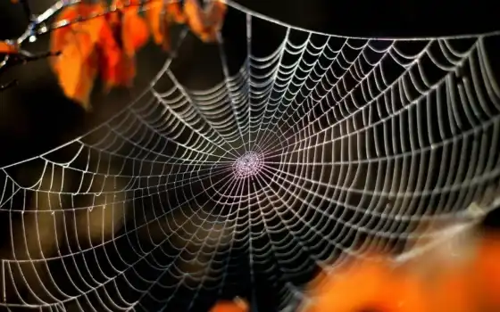 web, паук, dream