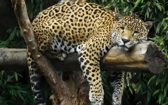 jaguar, раскисленное животное, лаундж