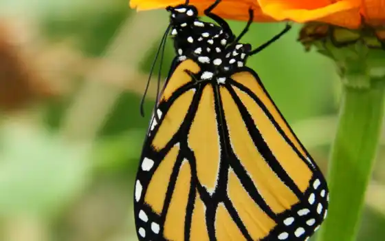 butterfly, caterpillar, monarch, chrysalis, egg, stock, life, 