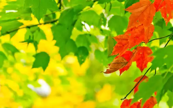 осень, красивый, природа, early, leaf, краска, лист, metkii